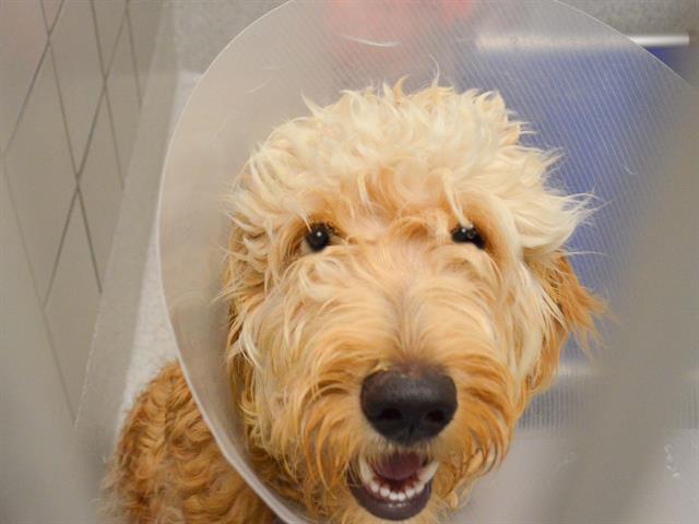 Max - Male - Golden Retriever-Standard Poodle