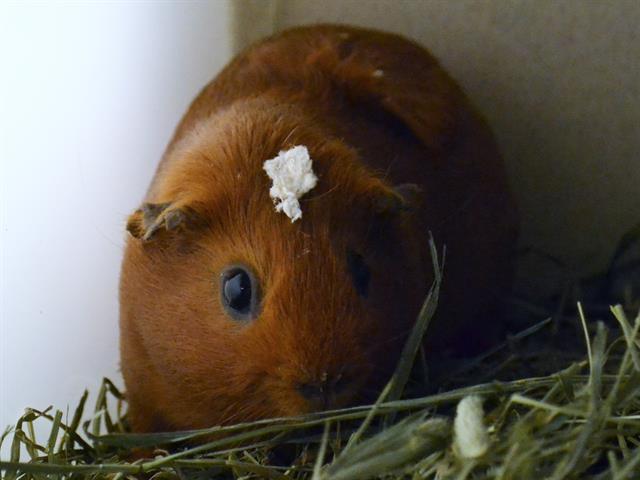 Liv - Female - Guinea Pig