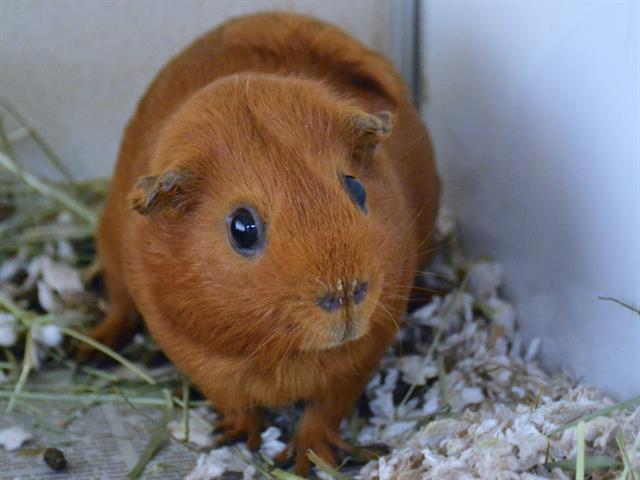 Maddie - Female - Guinea Pig