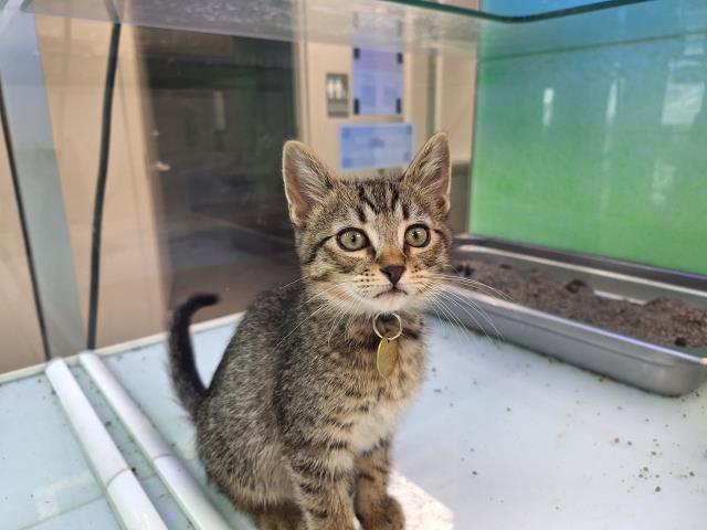 Pants - Male - Domestic SH