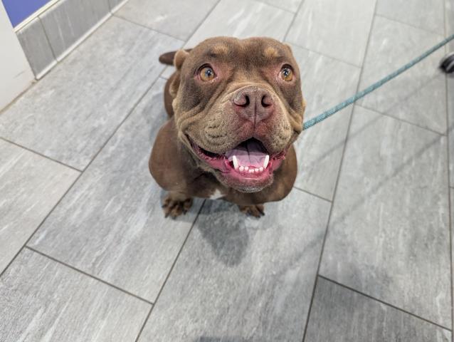  - Female - English Bulldog-Mix