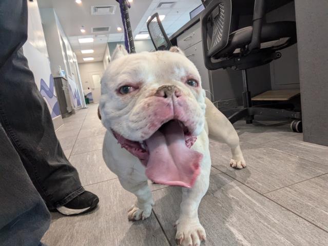  - Male - English Bulldog-Mix
