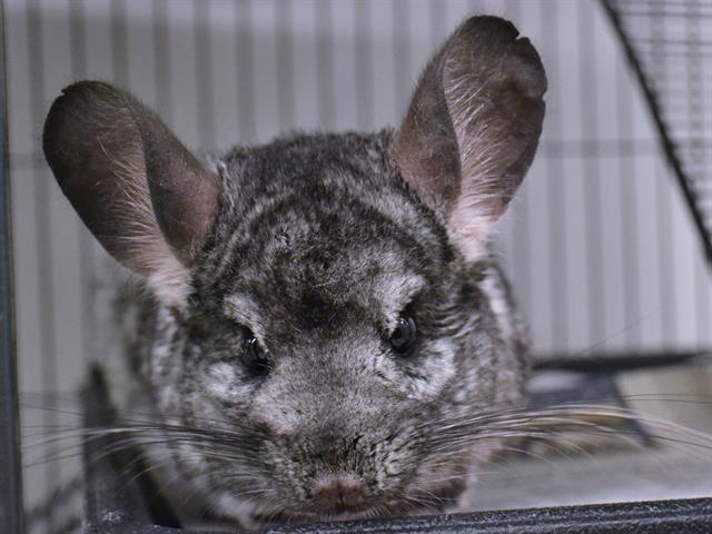 Vashti - Female - Chinchilla
