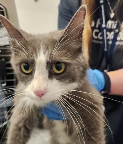 Petunia - Female - Domestic MH