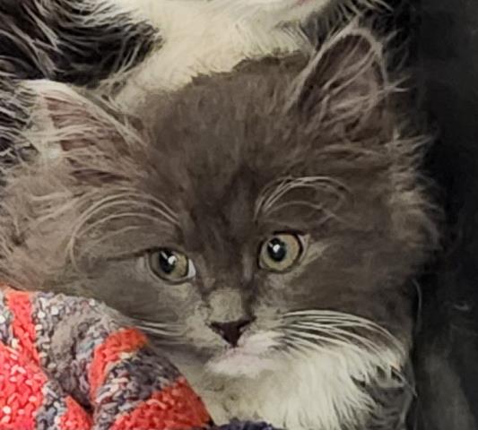 Fluffy - Male - Domestic MH