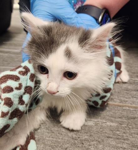 Tim Tam - Male - Domestic MH