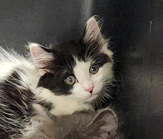 Avery - Male - Domestic MH
