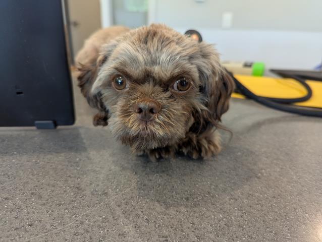  - Female - Shih Tzu