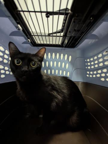  - Female - Domestic SH