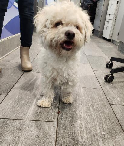  - Male - Shih Tzu-Mix
