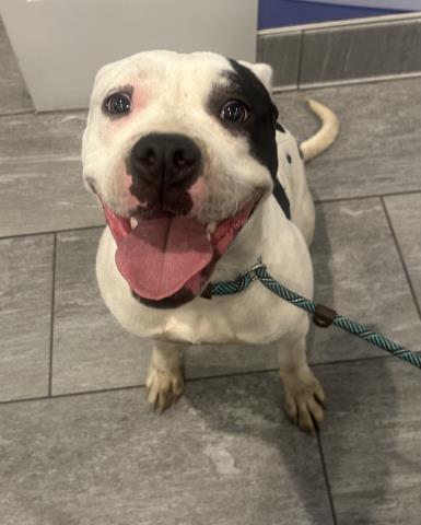  - Female - Pit Bull