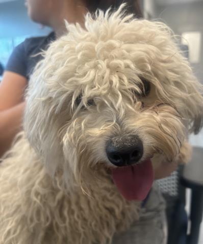  - Male - Maltese
