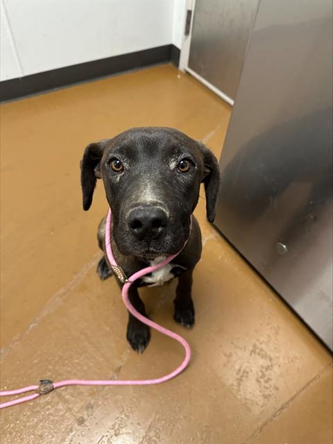  - Male - Pit Bull-Mix
