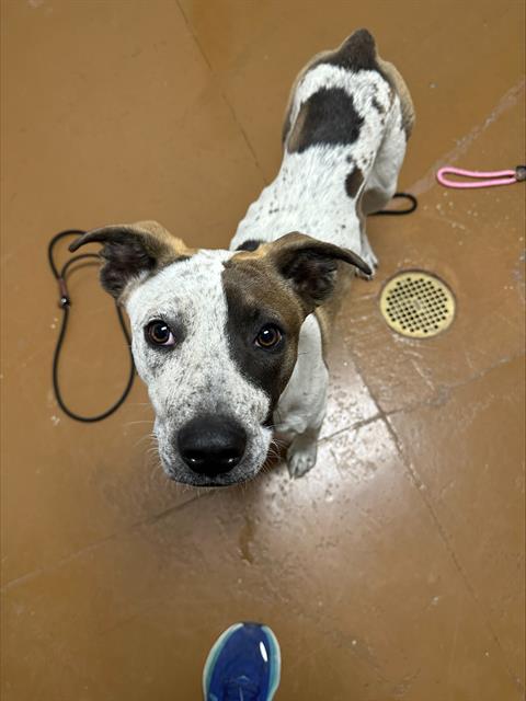  - Female - Pit Bull-Mix