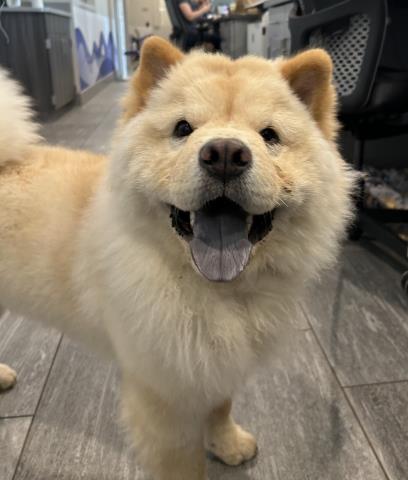  - Male - Chow
