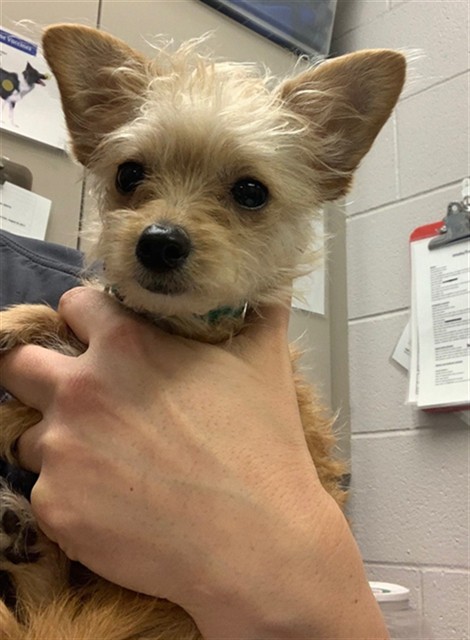  - Female - Terrier