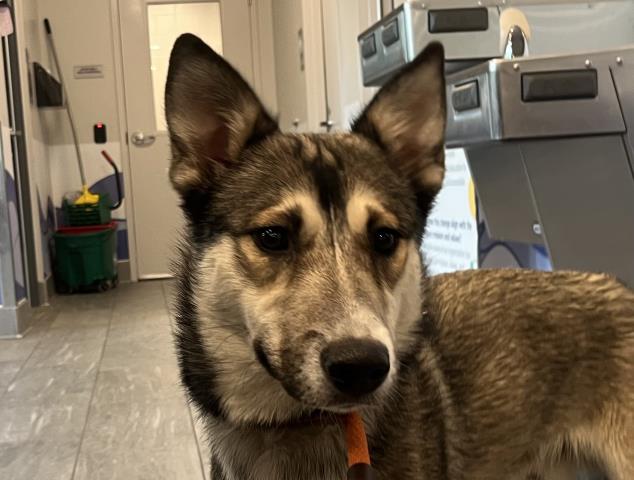  - Male - Siberian Husky
