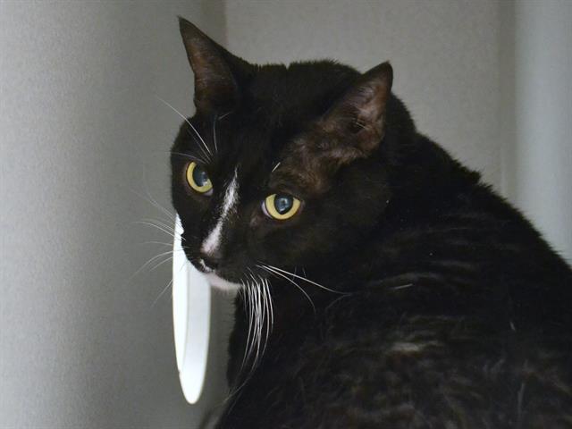Misha - Male - Domestic SH