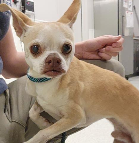  - Male - Chihuahua-Italian Greyhound