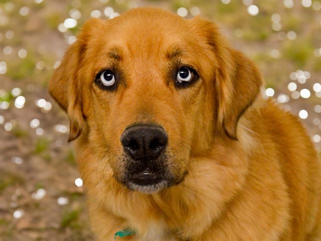Brixy - Female - Golden Retriever-Mix