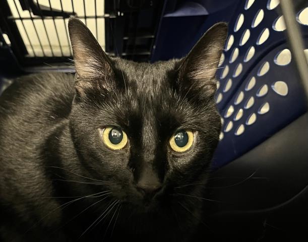 Lucifer - Male - Domestic SH