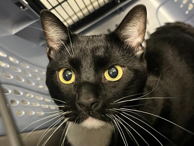 Odin - Male - Domestic SH