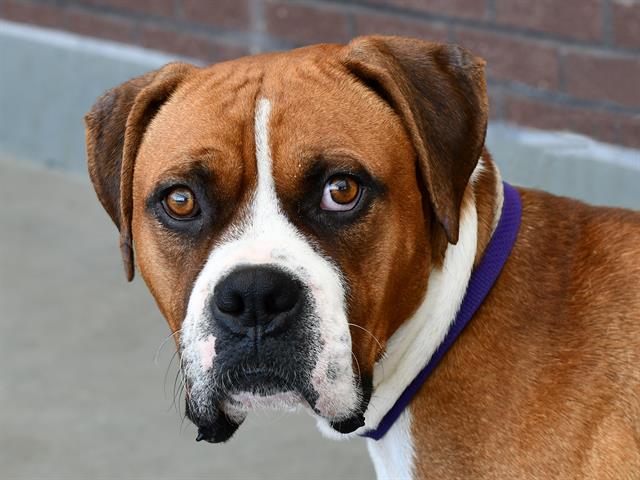 Simba - Male - Boxer-Pit Bull