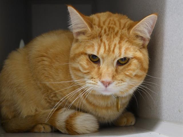 Mason - Male - Domestic SH