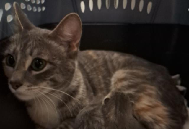  - Female - Domestic SH