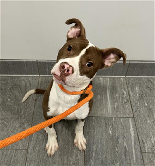  - Male - Pit Bull