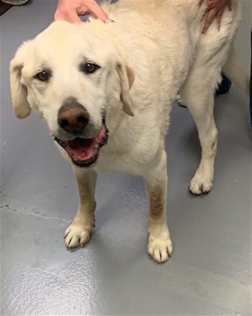 Ellway - Male - Labrador Retriever