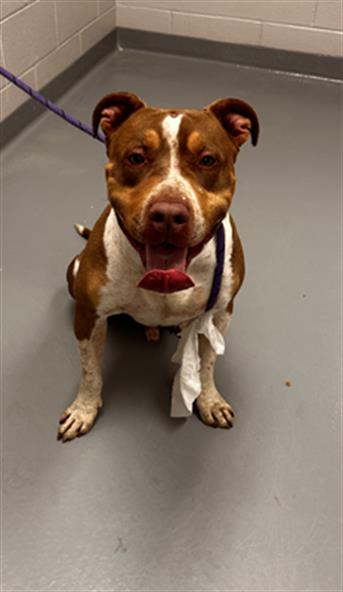  - Male - Pit Bull-Mix