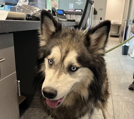  - Male - Alaskan Malamute