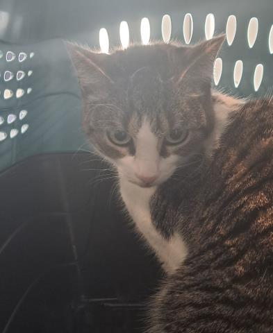 Rosie - Female - Domestic SH
