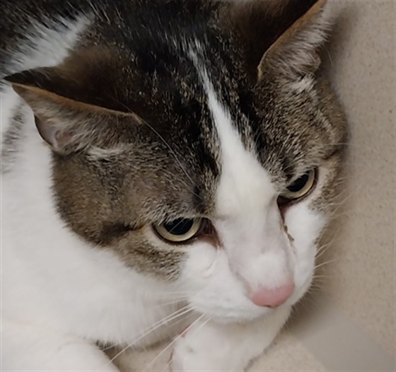 Cooper - Male - Domestic SH