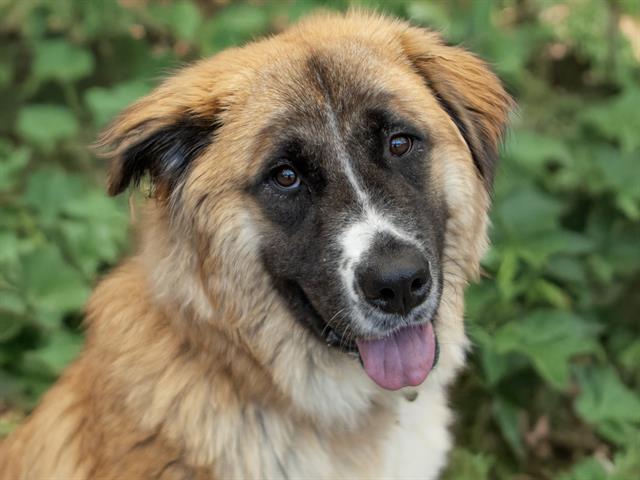 Gracie - Female - Anatolian-Mix