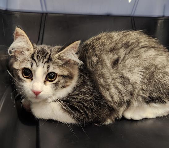  - Female - Domestic MH