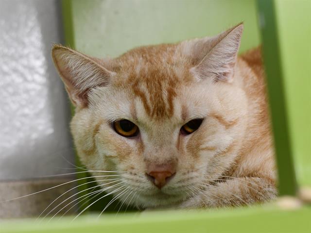 Biggie - Male - Domestic SH