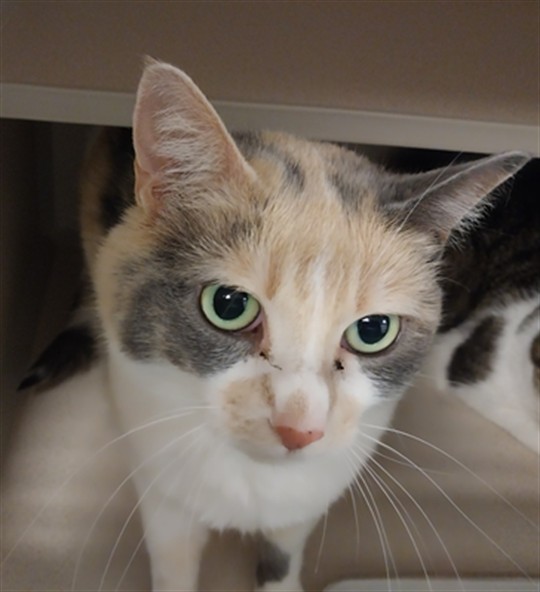 Phoenix - Female - Domestic SH