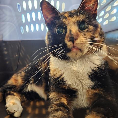  - Female - Domestic MH