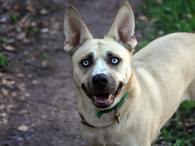 Nayuta - Female - Siberian Husky-Pit Bull