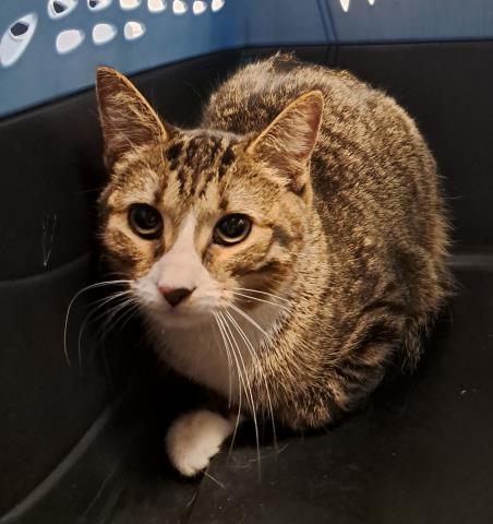  - Female - Domestic SH