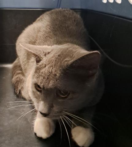  - Female - Domestic SH