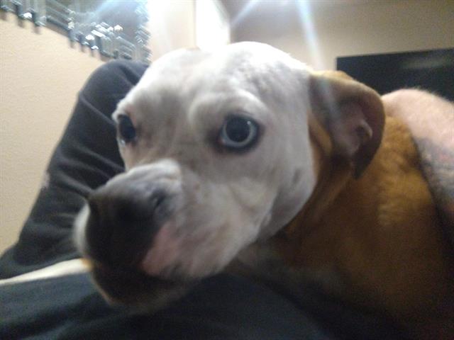 Layla - Female - Nonspecific