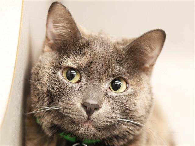 Whiskey - Female - Domestic SH