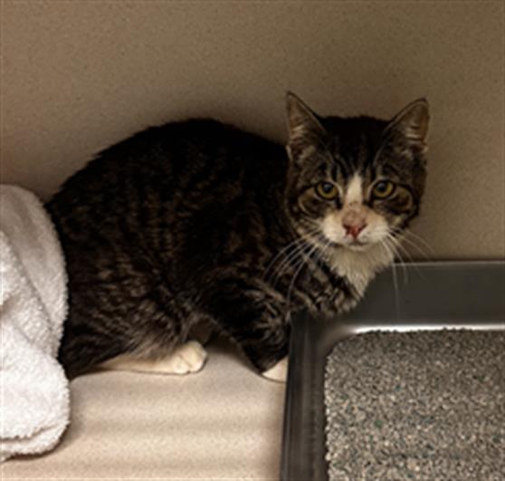  - Female - Domestic SH