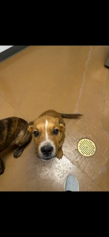 Sprinkles - Female - Mastiff-Mix