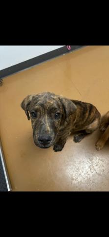 Squirt - Male - Mastiff-Mix
