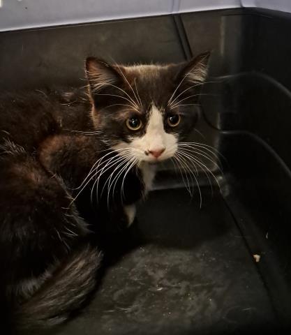  - Female - Domestic SH