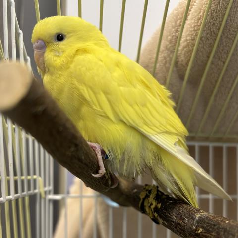  - Male - Parakeet
